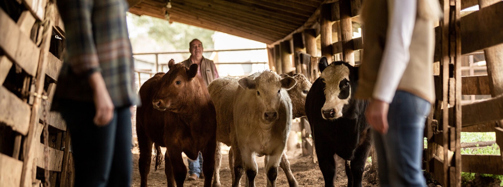 livestock walking in a barn