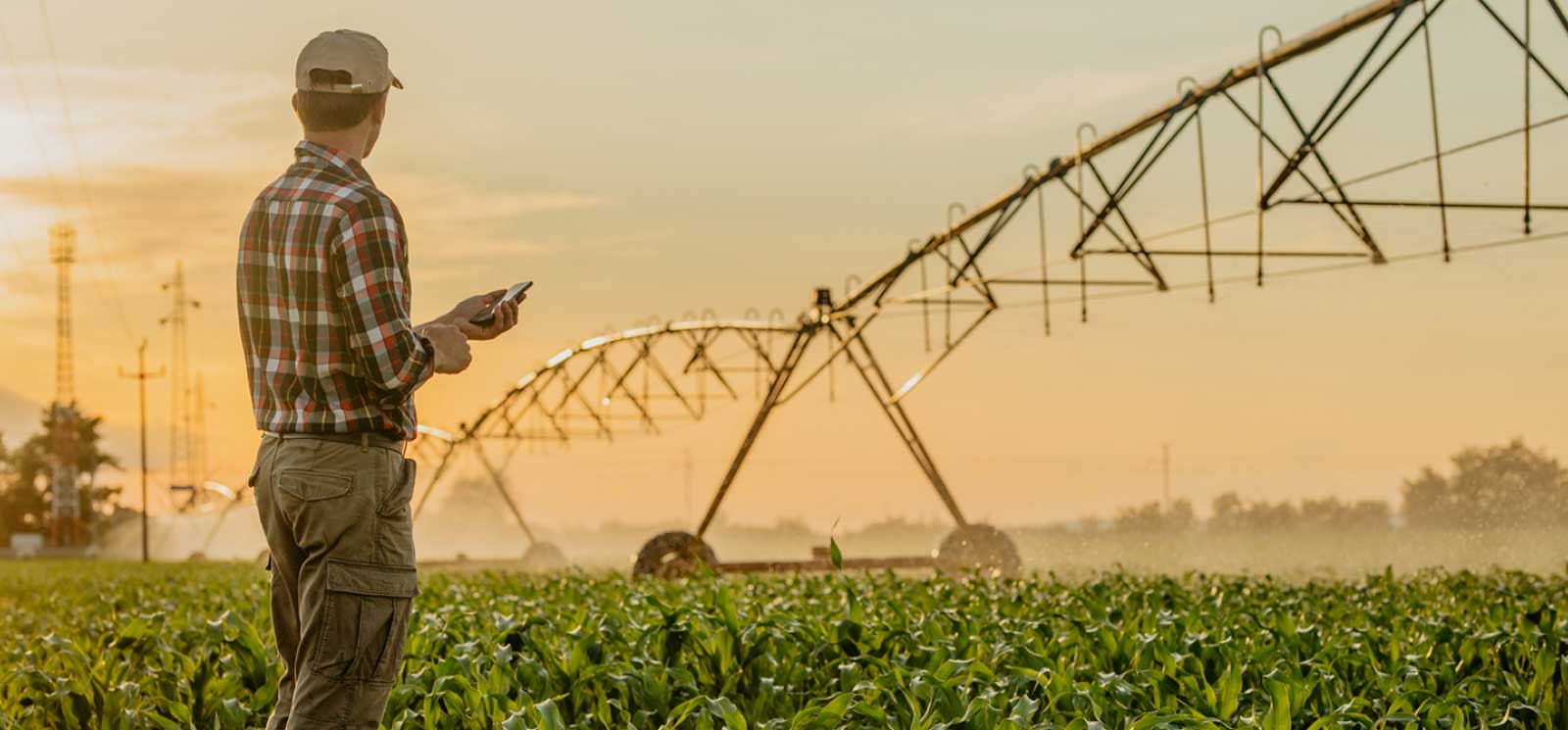 Farmer surveying the crops on his farm